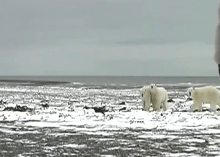 الدب  الجبان