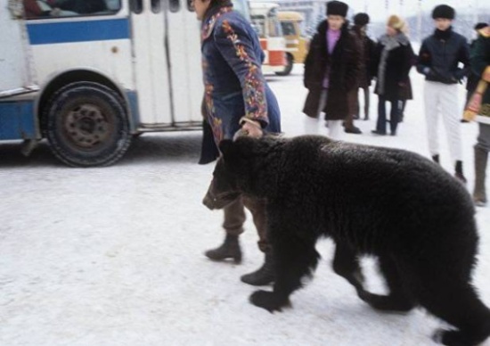 شاهد...دب يتجول في شوارع مدينة روسية