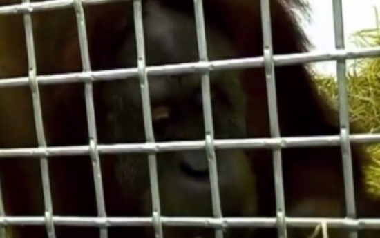 فيديو: قرد يتحدث لغة البشر