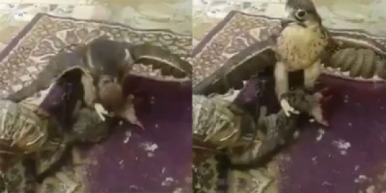 فيديو مؤلم لصقر يلتهم قطة حية.. وصاحبه يكتفي بالتصوير