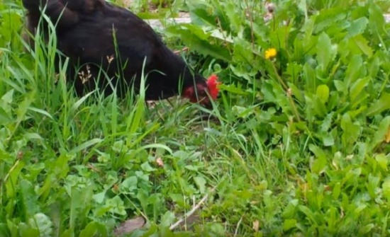 بالفيديو....لقطات صادمة لدجاجة تبتلع ثعبانا صغيرا