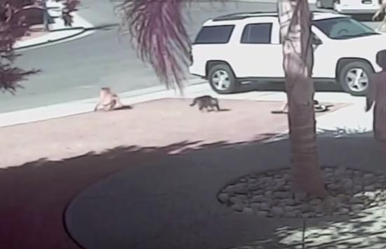 قطه تنقذ طفل بطريقة بطولية ( فيديو )