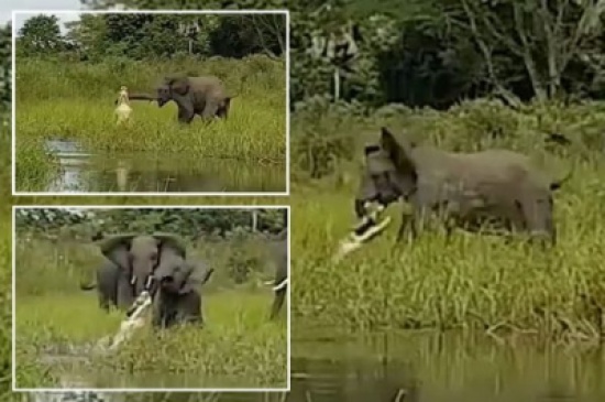 فيديو: فِـيلة تنقذ صغيرها من بين فكي تمساح