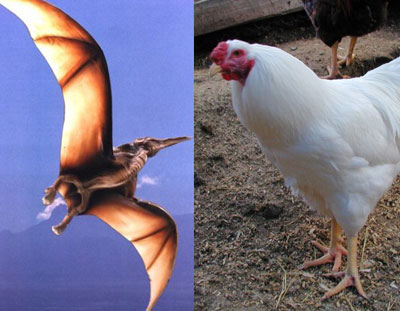 عالم كندي يحول الدجاج لديناصورات 