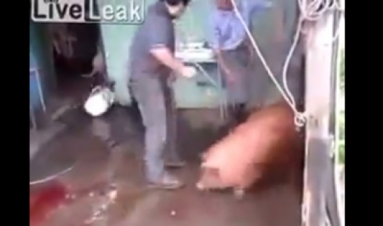 أراد ان يضرب خنزيراً لكنه أصاب صديقه