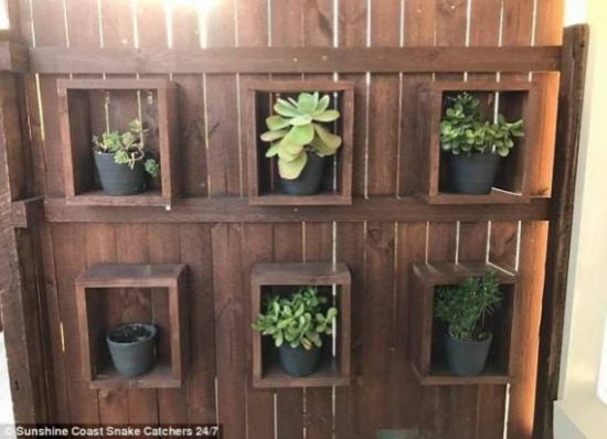 صورة جديدة "تدوّخ" الانترنت.. هل ترى الثعبان فيها؟