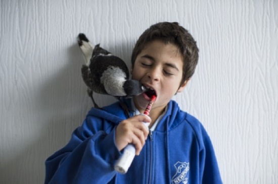 صور: صداقة غريبة بين طفل وطائر يتيم