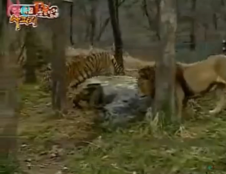 أسد يقطع في حب نمرة ..!