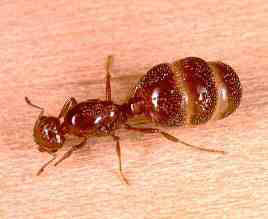 ملكة النمل تضحي بأتباعها للاحتفاظ بعرشها