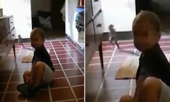 شاهد.. أم ترصد كائن غريب يطارد طفلها