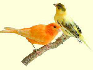 عصافير الكناري تتواصل مع افراخها قبل وضعها للبيض