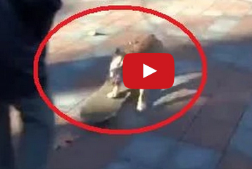 شاهد كيف فرّق كلب وقفة احتجاجية في أوكرانيا