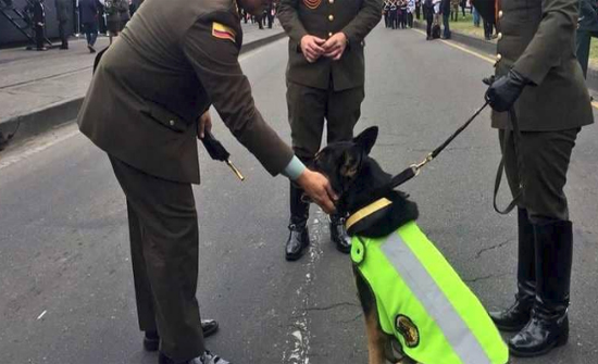 70 ألف دولار لمن يقتل هذه الكلبة