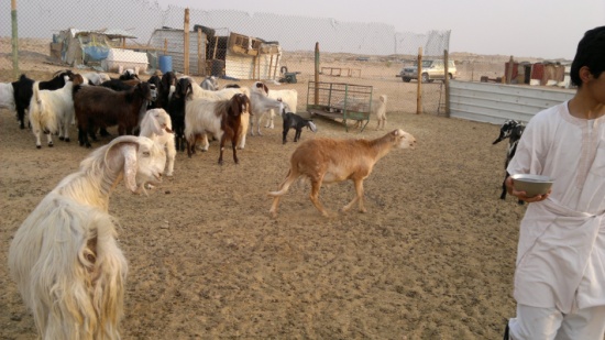 محاولة ادخال اغنام من سوريا الى الاردن محاولة ادخال اغنام من سوريا الى الاردن