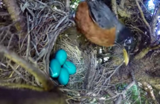 فيديو: شاهد ماذا حدث خلال فقس الأفراخ ؟