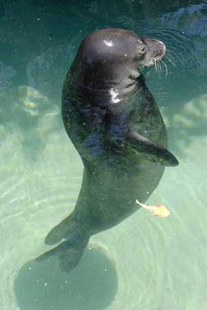 يرتدين الــ"بيكيني" دفاعا عن الفقمة 