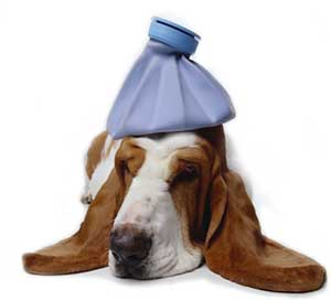 كلب مصاب يتوجه لمستشفى الطوارئ لتلقي العلاج 