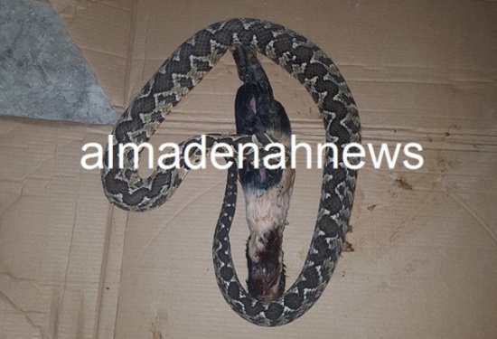 بالصور ... جرش : افعى تبتلع أرنباً ومزارع يقتلها