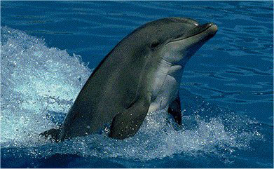 انقراض 500 حيوان ونبات بإنجلترا 