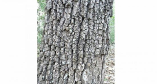 صور| قاتل مميت يختبئ في هذه الصورة