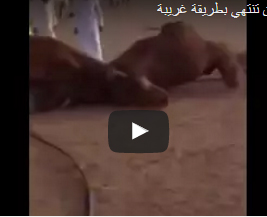بالفيديو.. معركة شرسة بين جملين تنتهي بطريقة غريبة بالفيديو.. معركة شرسة بين جملين تنتهي بطريقة غريبة