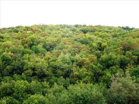 لقاء يبحث الية فاعلة لحماية غابات عجلون من الاعتداءات