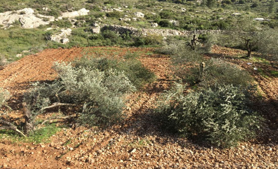مستوطنون متطرفون يقطعون 40 شجرة زيتون مثمرة شمال رام الله مستوطنون متطرفون يقطعون 40 شجرة زيتون مثمرة شمال رام الله