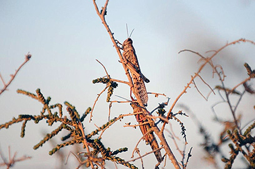 أسراب أخرى من الجراد تدخل جنوب اسرائيل