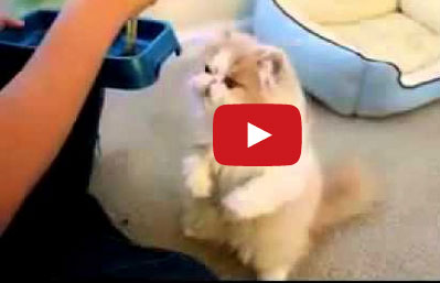 قطه تأكل بشكل مضحك