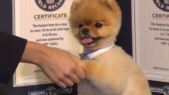 بالفيديو .. كلب أمريكي يحطم رقما قياسيا للعدو على الساقين الأماميتين