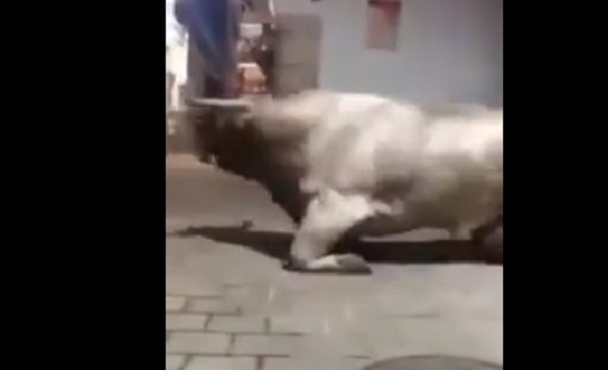 بالفيديو: ثورٌ يطارد الناس في الشارع.. فـ"فات بالحيط"!