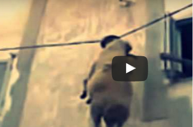 شاهد.. خروف يقفز من شرفة المنزل ويُعلق بأسلاك الكهرباء