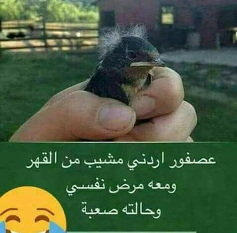 عصفور اردني شايب .. ليش ؟ عصفور اردني شايب .. ليش ؟