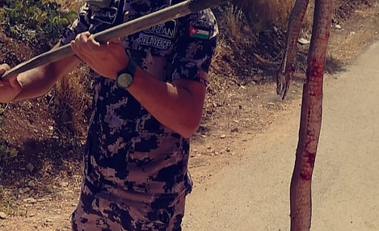 صورة : العثور على أفعى طولها مترين ونصف داخل منزل في إربد صورة : العثور على أفعى طولها مترين ونصف داخل منزل في إربد