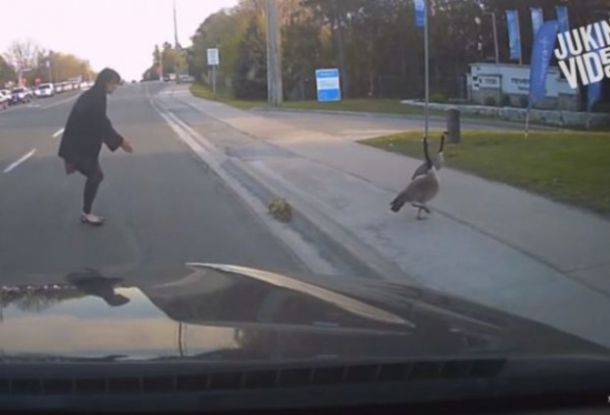 شاهد.. إوزة تهاجم امراة لحماية صغارها