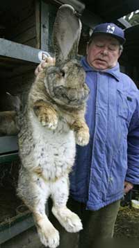 أكبر أرنب في العالم في طول طفل في الخامسة 