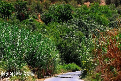 استكمال برامج المراكز الصيفية لتحفيظ القران في الكورة