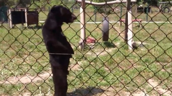 دب متنكر على هيئة انسان