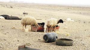 مربو مواشي في الطفيلة يطالبون بصيانة "آبار الجفاف" دوريا