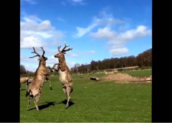 بالفيديو: أغرب مواقف وطرائف الحيوانات!