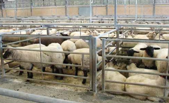 إربد: إحباط محاولة سرقة حظيرة أغنام