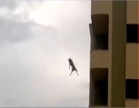 بالفيديو.. كلب بلدي يقفز من الطابق الرابع ويهبط سالمًا بالفيديو.. كلب بلدي يقفز من الطابق الرابع ويهبط سالمًا