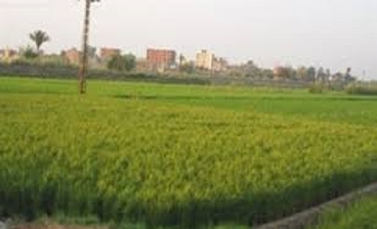 مختصون: كميات الهطول المطري تبشر بموسم زراعي جيد