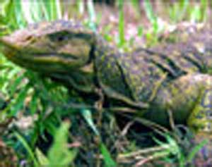 اكتشاف سحلية عملاقة بالفلبين 