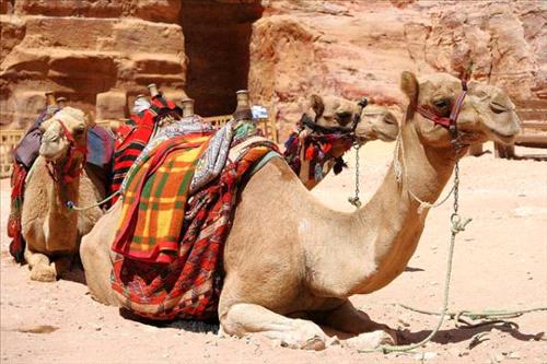وادي عربة : جمل يصيب 4 أشخاص بكسور وادي عربة : جمل يصيب 4 أشخاص بكسور