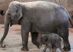 فيل يدوس مدربه حتى الموت 