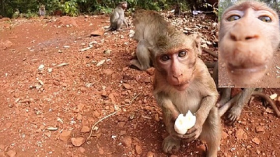 عدسة كاميرا تستظفز قردا خطف موزًا من سائحة