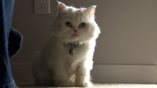 بالصورة.. قطة من سوريا لجأت الى كندا !