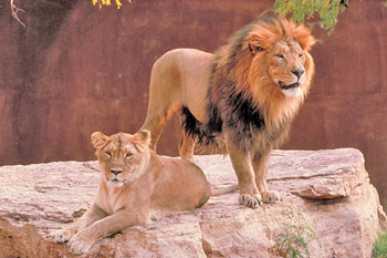 تناسل الأسود يزعج حديقة بمصر 