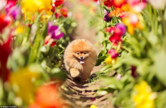 بالصور : كلب يتحول إلى نجم بالصدفة